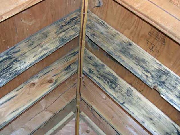 Mold on roof rafters